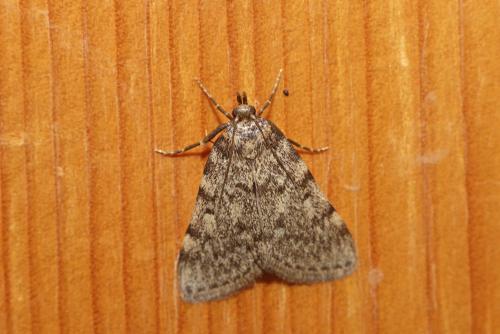 Réf. 186 230 : Aglossa pinguinalis